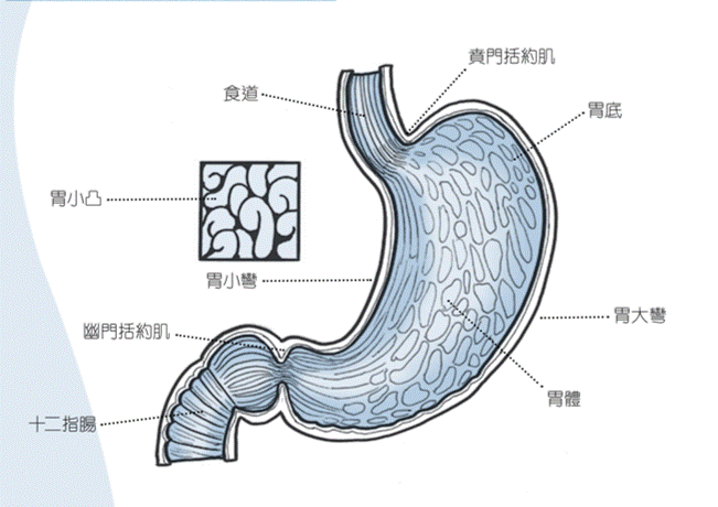 胃癌介绍