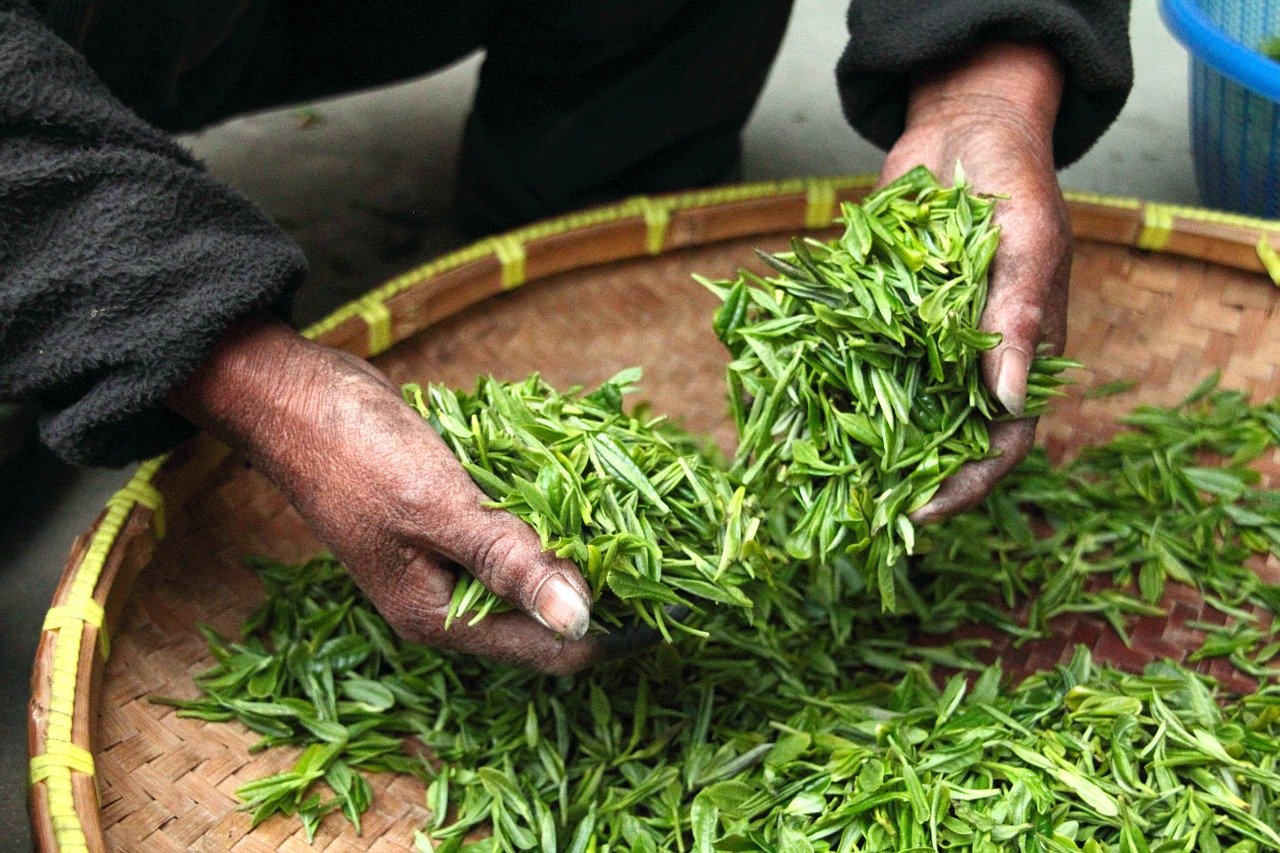 绿茶，最简单的抗卵巢癌饮品