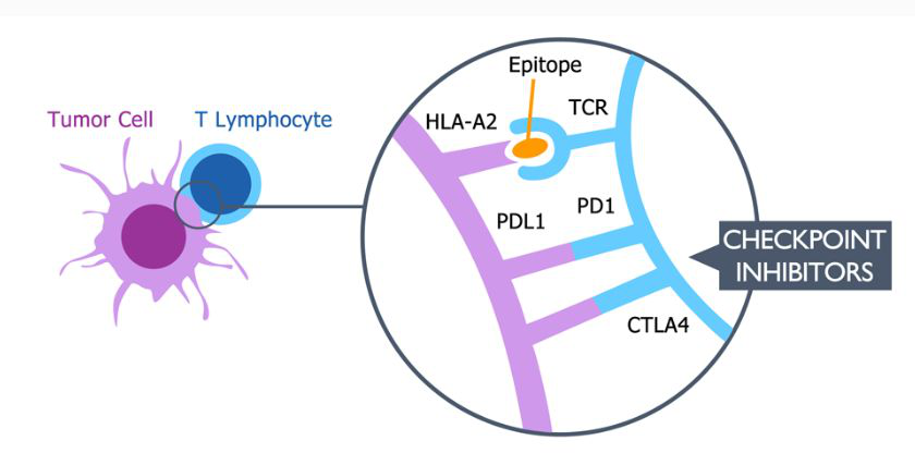 PD-1耐药的新希望！肿瘤疫苗Tedopi（OSE-2101）在非小细胞肺癌（NSCLC）III