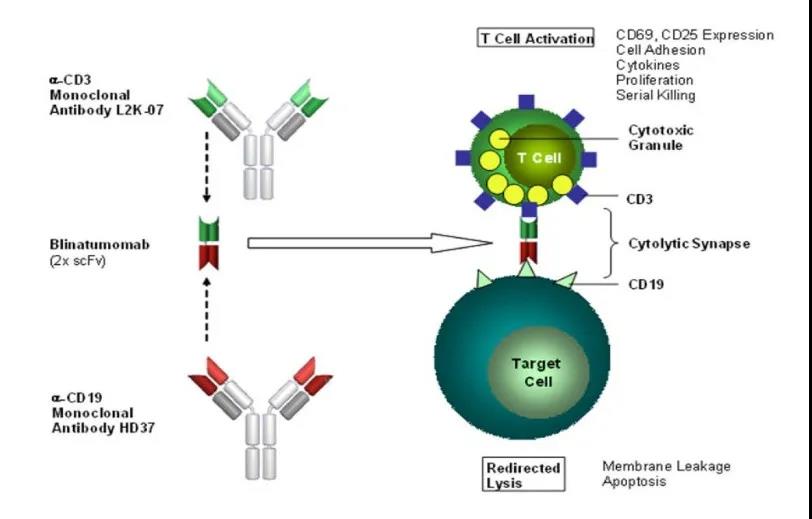 CD19靶点新药研发进展介绍