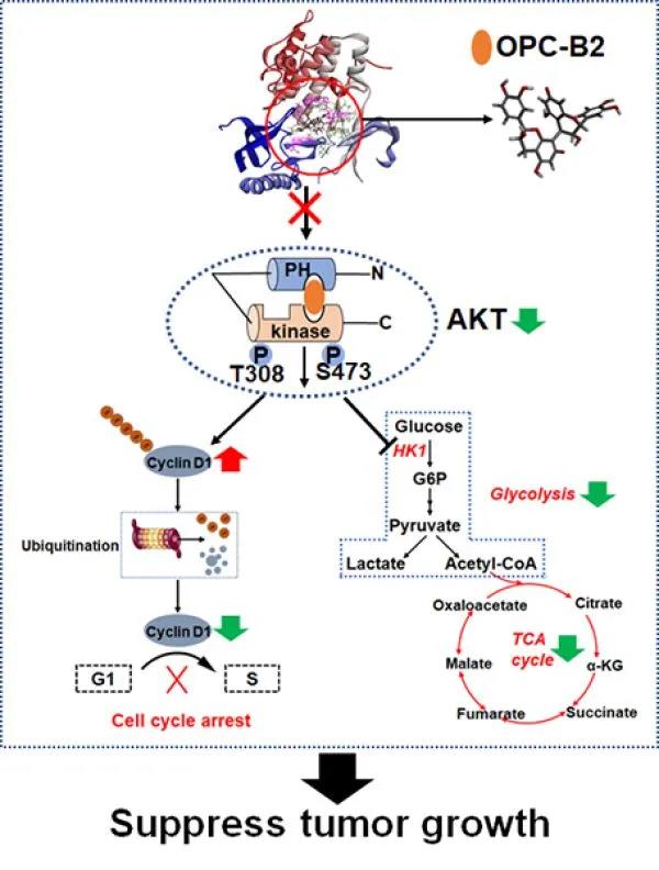 研究发现原花青素-B2（OPC-B2）抗肝癌新机制