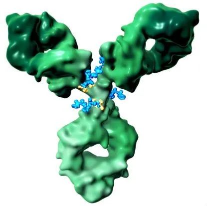 ESMO |: 治疗难治性宫颈癌，Seattle Genetics抗体偶联药物达到24%