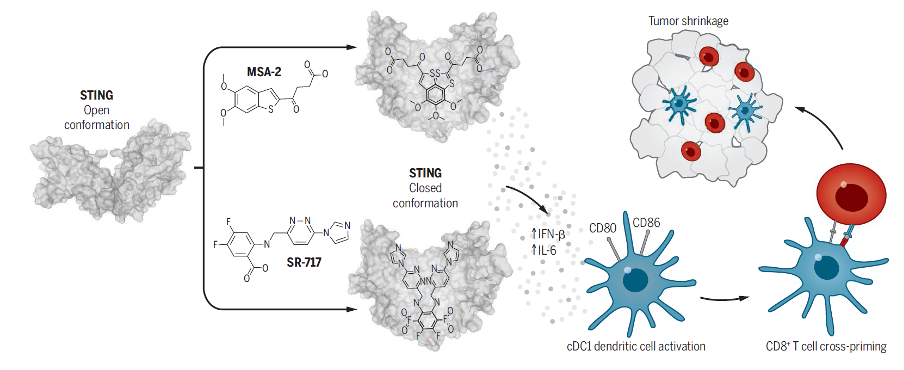 利用STING靶点，开发新免疫疗法