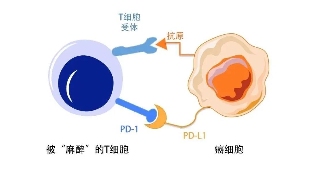 PD-1 vs. PD-L1，肿瘤免疫治疗，谁的效果好？