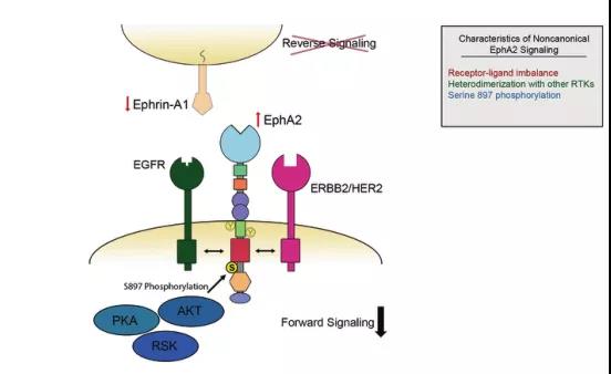 肿瘤治疗靶点：EphA2介绍