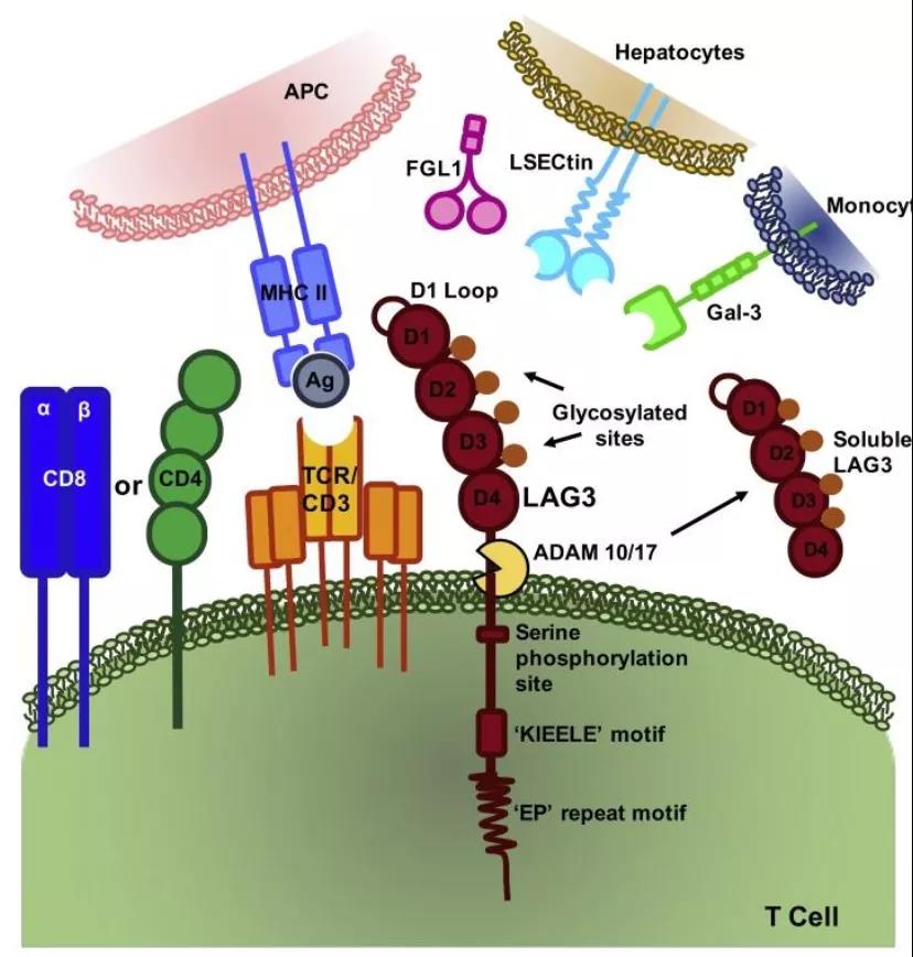 LAG-3最新进展