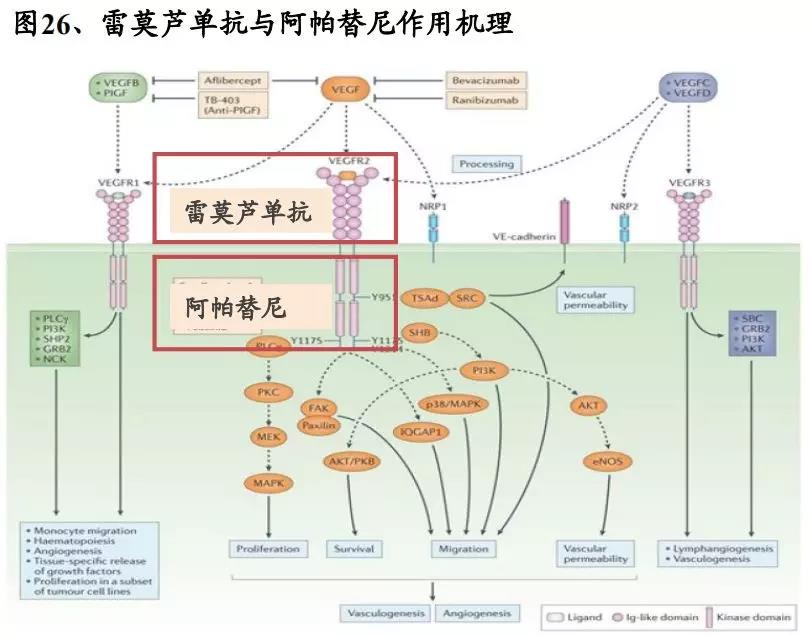 看看权威NCCN&CSCO胃癌指南怎么说，胃癌药物指南