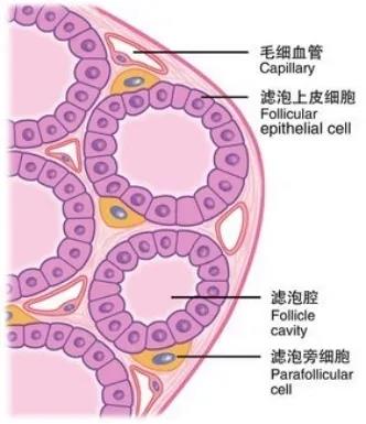 家族遗传的甲状腺髓样癌介绍