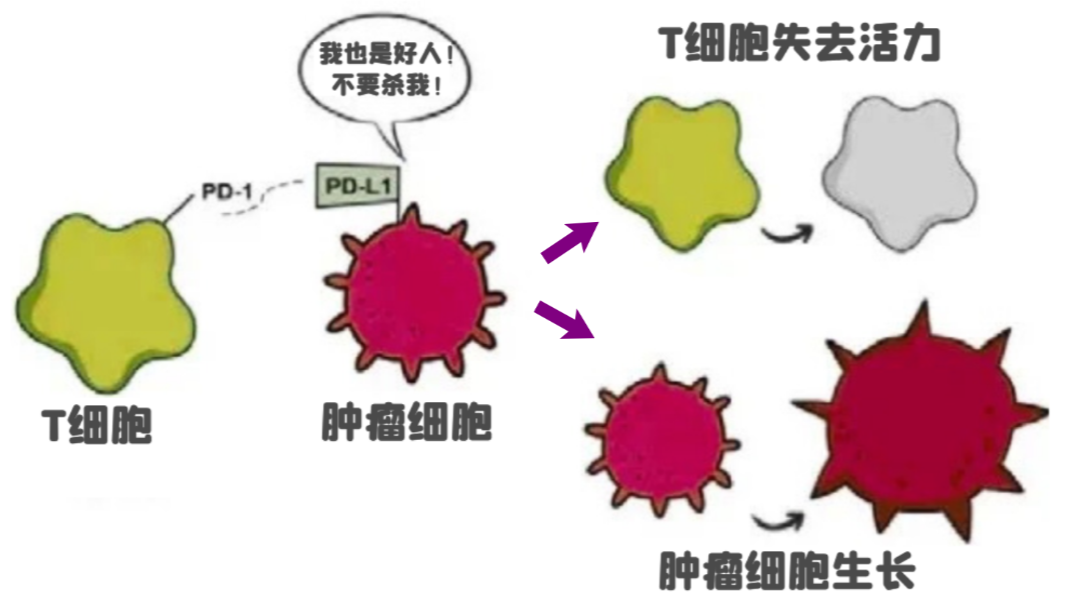 免疫治疗就是提高免疫力吗？