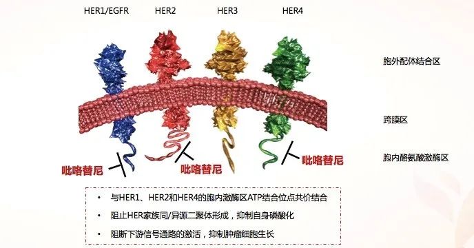 吡咯替尼（艾瑞妮）介绍，抗HER家族的小分子明星药物