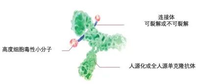 ADC知多少？——以奥加伊妥珠单抗为例谈ADC的机制、发展与疗效