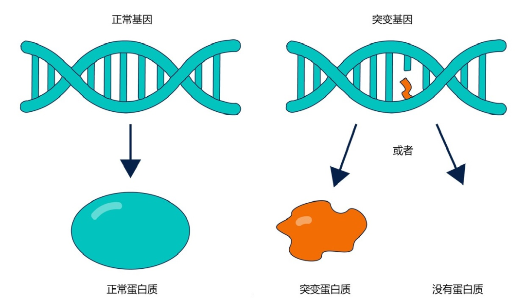 靶向药物BTK抑制剂耐药背后的秘密，可能与这种基因突变有关系！