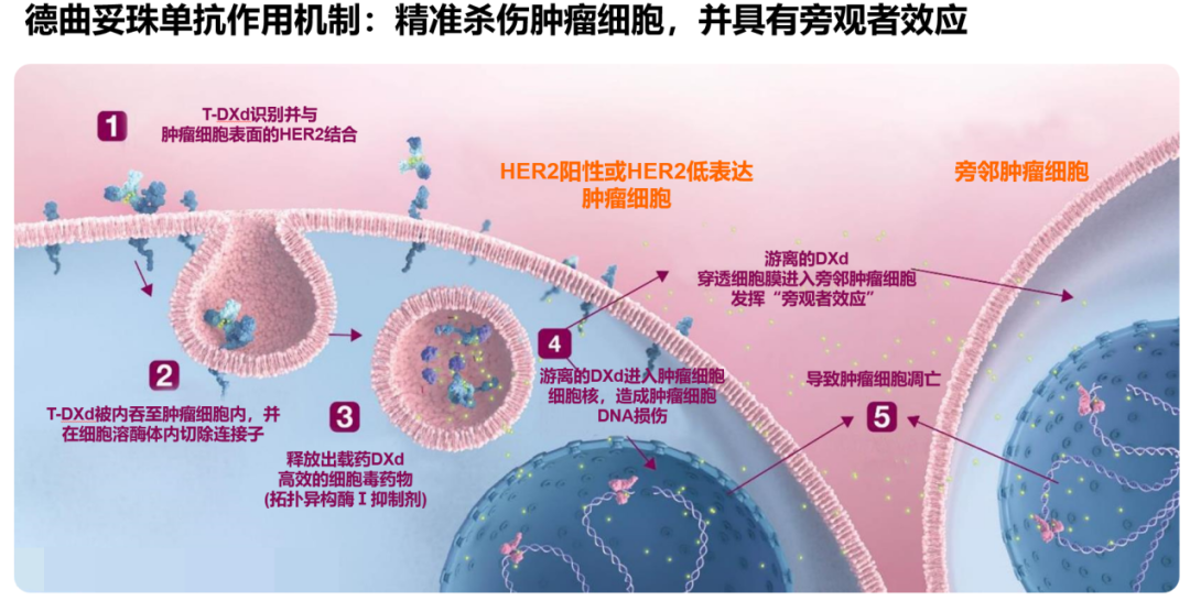 马飞教授：德曲妥珠单抗突破肿瘤异质性，实现HER2低表达三阴性乳腺癌