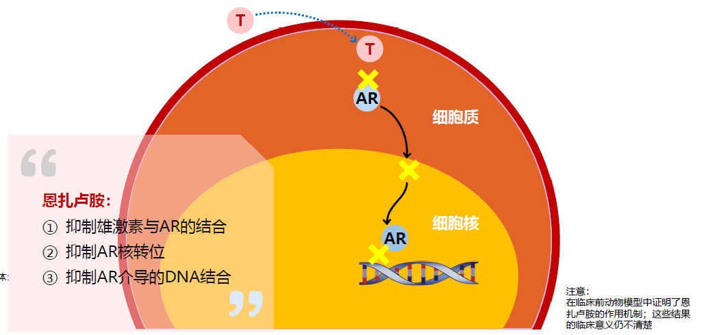 探泌前沿丨细数恩扎卢胺治疗晚期前列腺癌研究进展